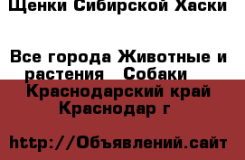 Щенки Сибирской Хаски - Все города Животные и растения » Собаки   . Краснодарский край,Краснодар г.